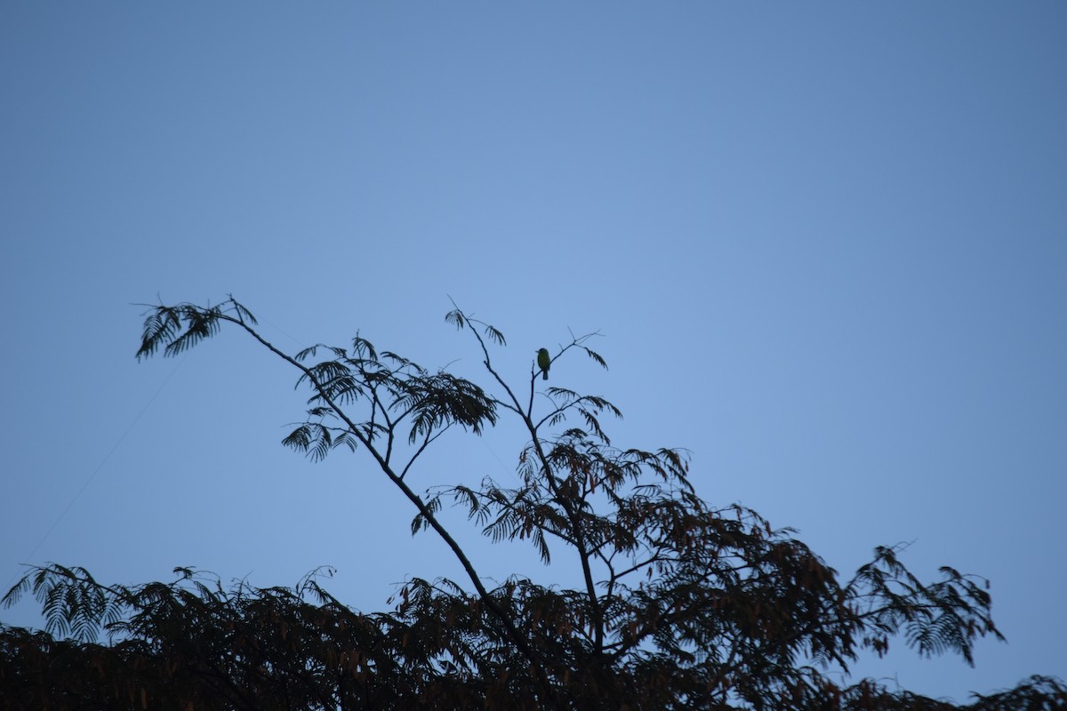 Blue-throated Barbet - ML628132032