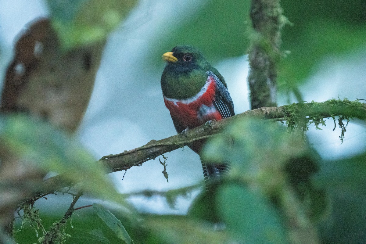 Collared Trogon - ML628132034