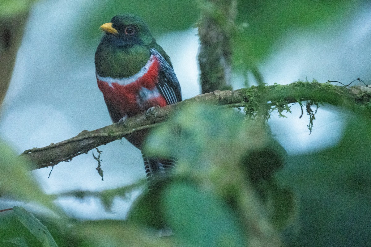 Collared Trogon - ML628132035