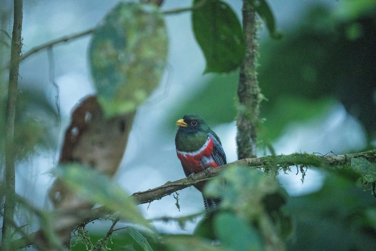 Collared Trogon - ML628132088