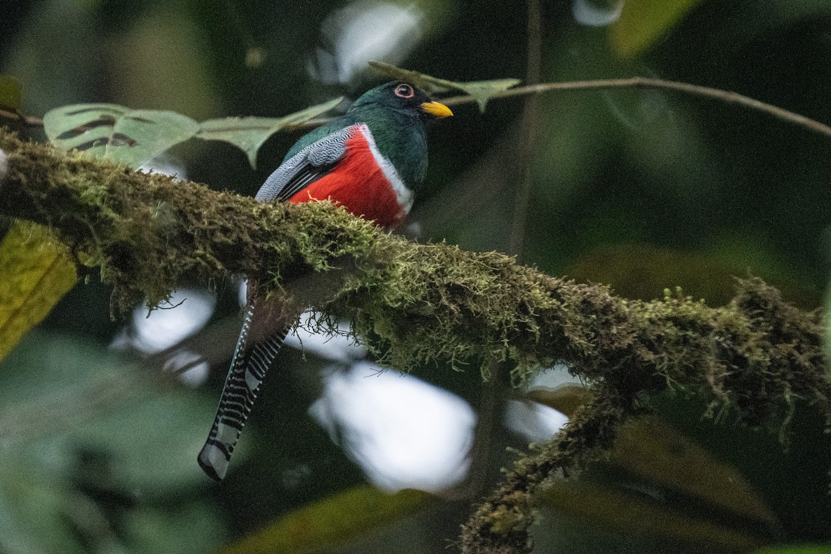 Collared Trogon - ML628132254