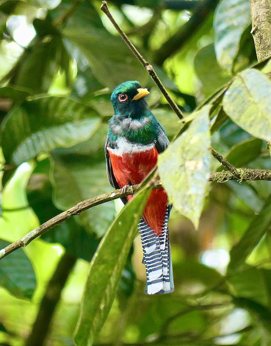 Collared Trogon - ML628132321