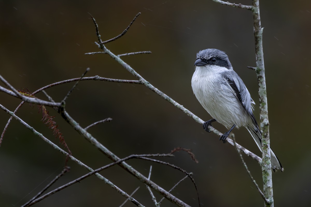 Loggerhead Shrike - ML628132364