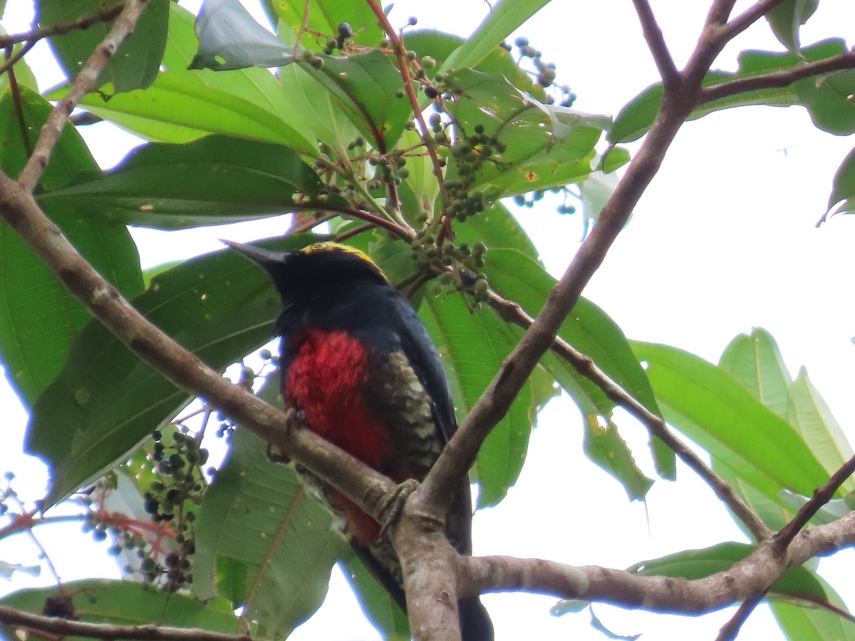 Yellow-tufted Woodpecker - ML628132445