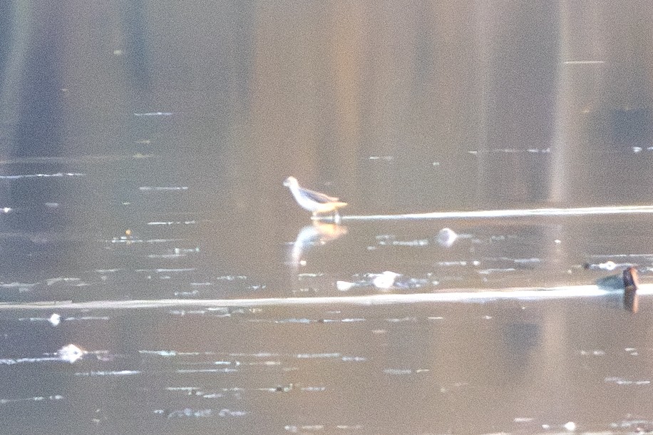 Marsh Sandpiper - ML628132469