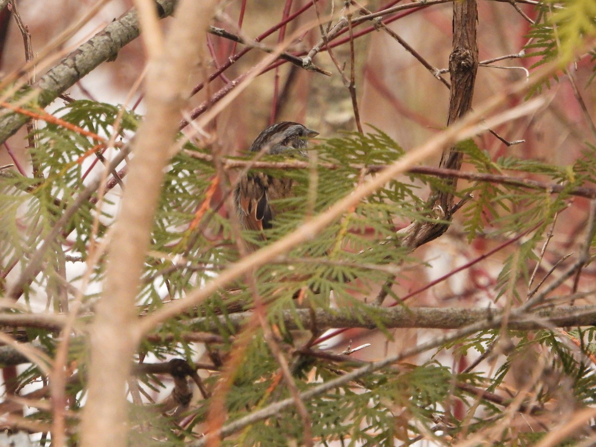 Swamp Sparrow - ML628132492