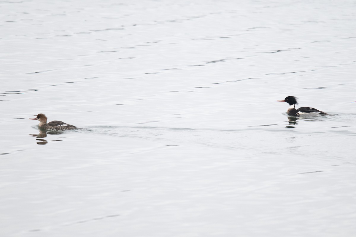 Red-breasted Merganser - ML628132515