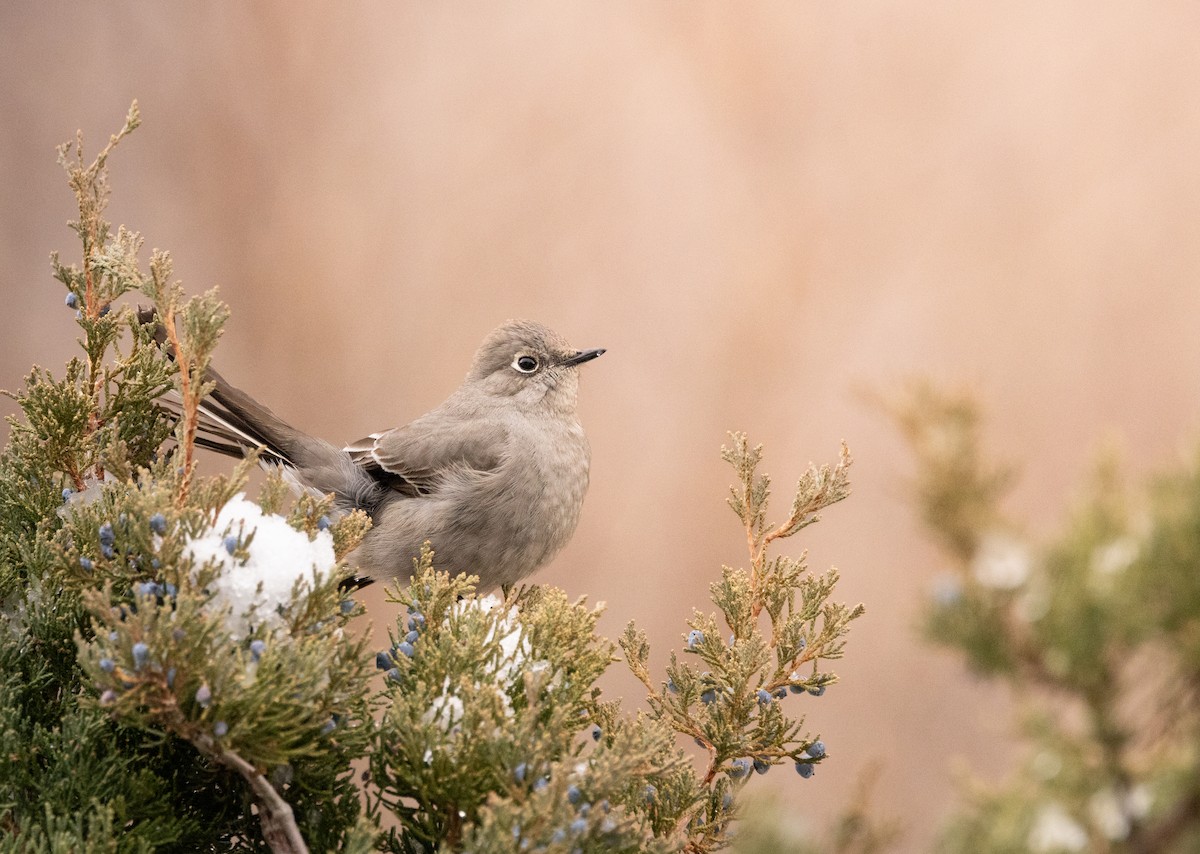Townsend's Solitaire - ML628132555