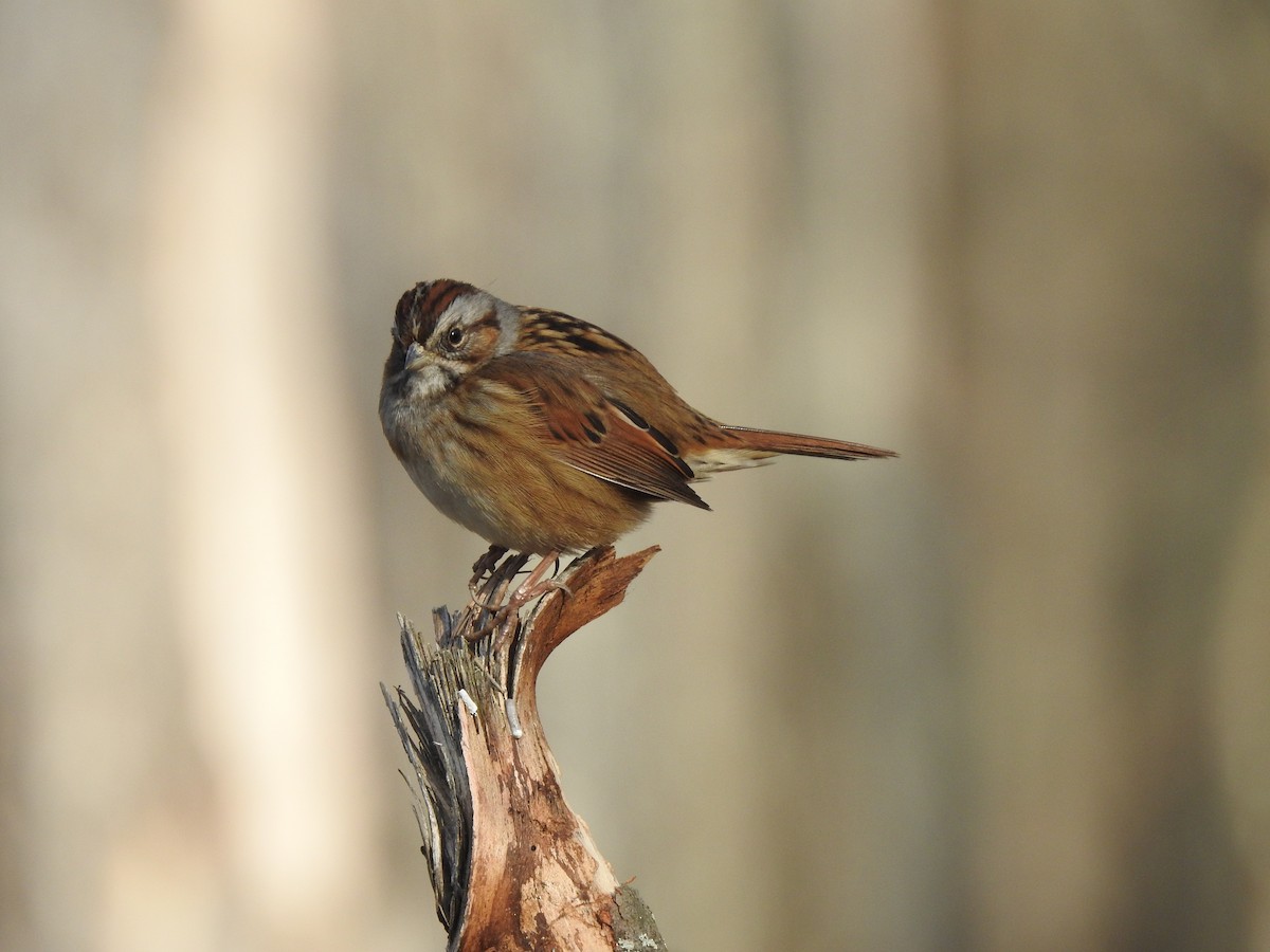 Swamp Sparrow - ML628132656