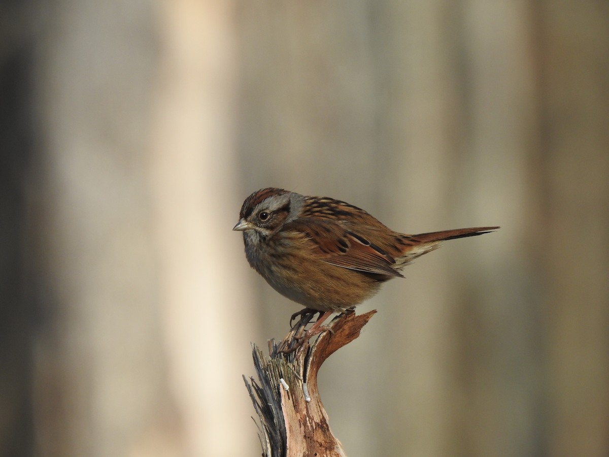 Swamp Sparrow - ML628132691