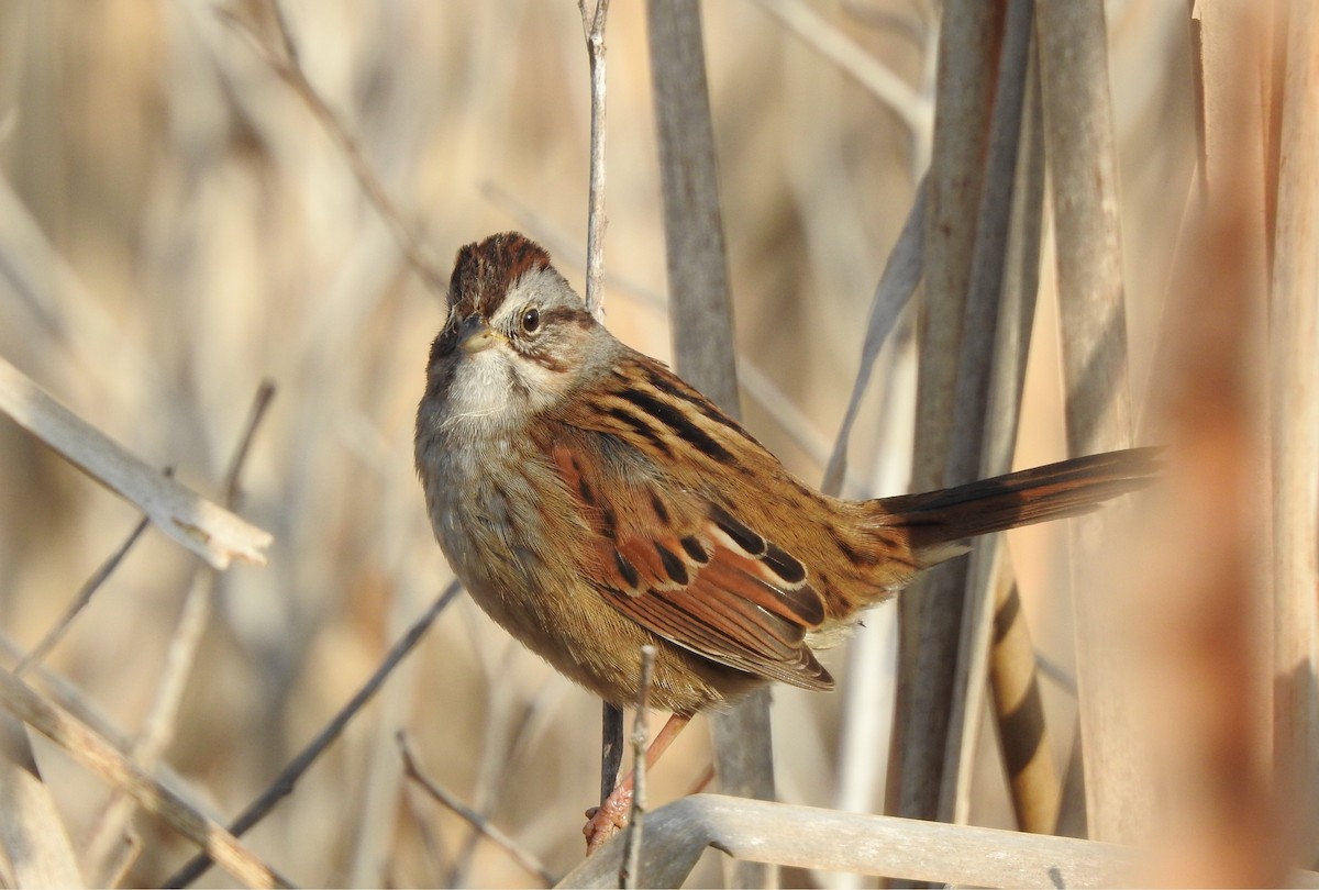 Swamp Sparrow - ML628132704