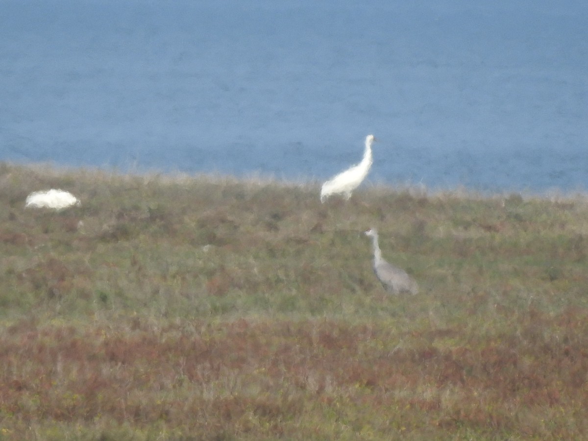 Whooping Crane - ML628132742