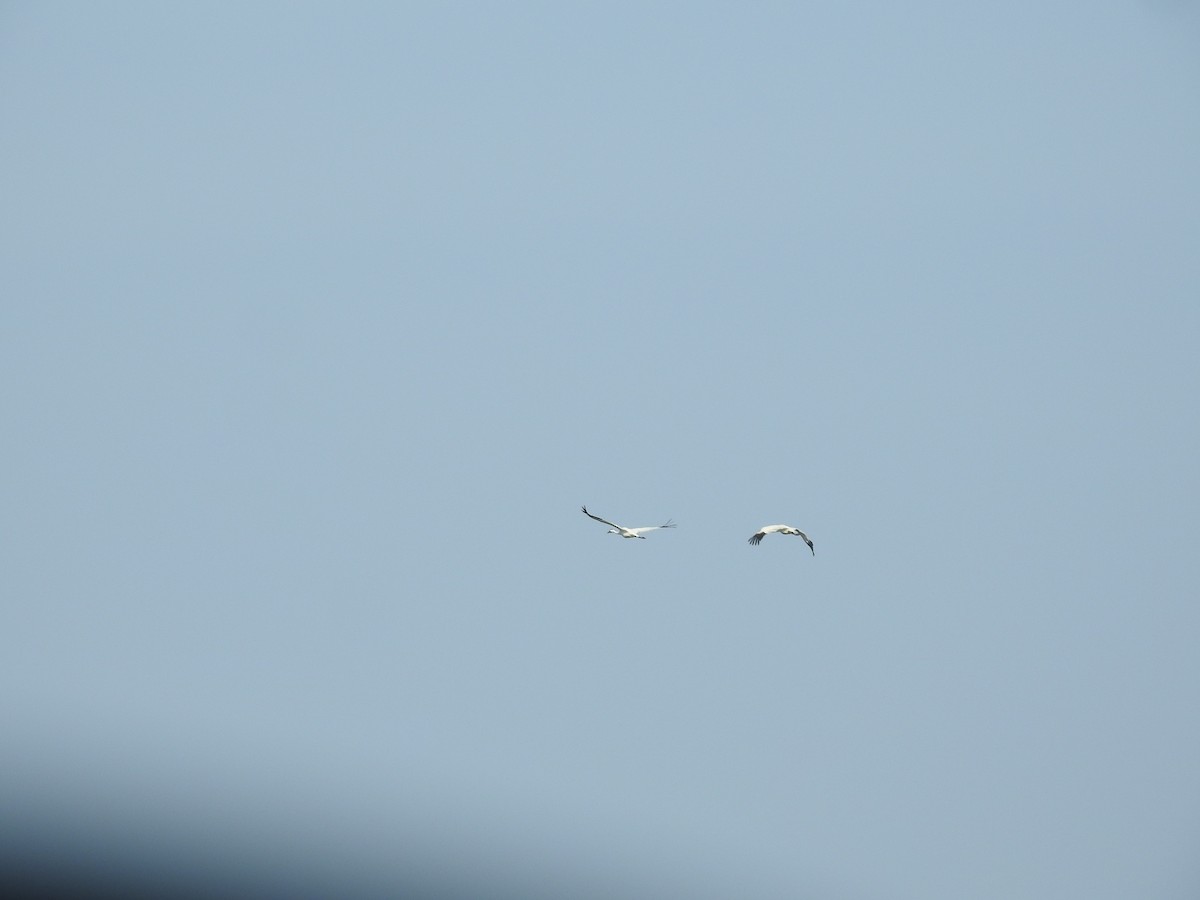 Whooping Crane - ML628132751