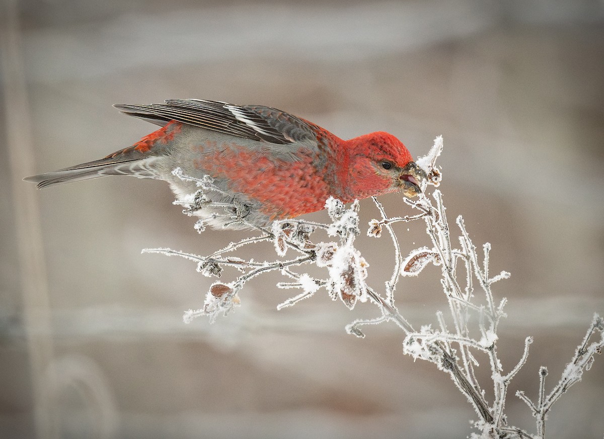 Pine Grosbeak - ML628132831