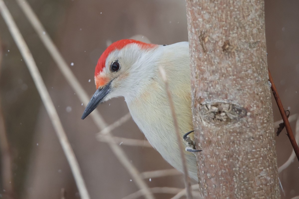 Red-bellied Woodpecker - ML628132871