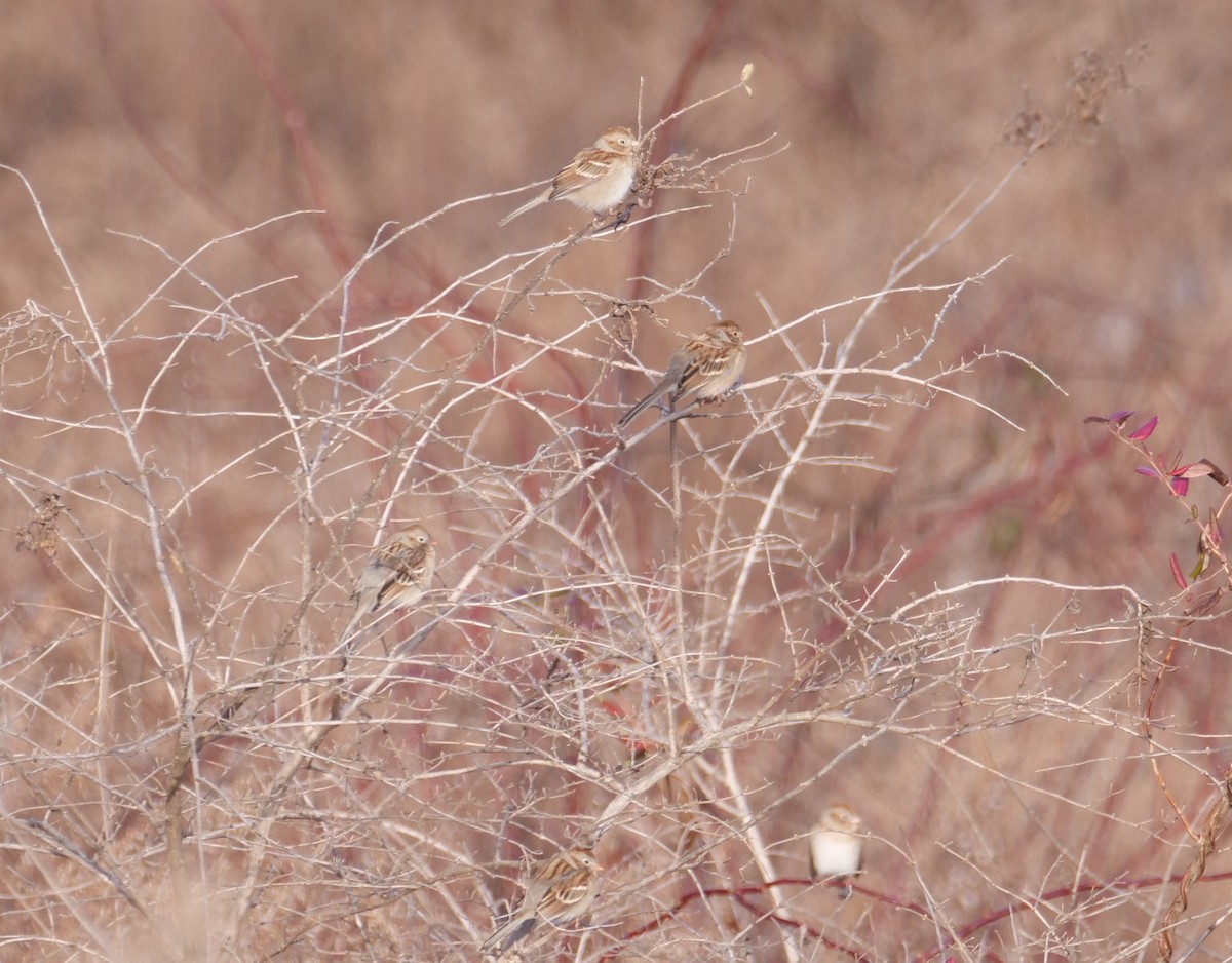 Field Sparrow - ML628132929