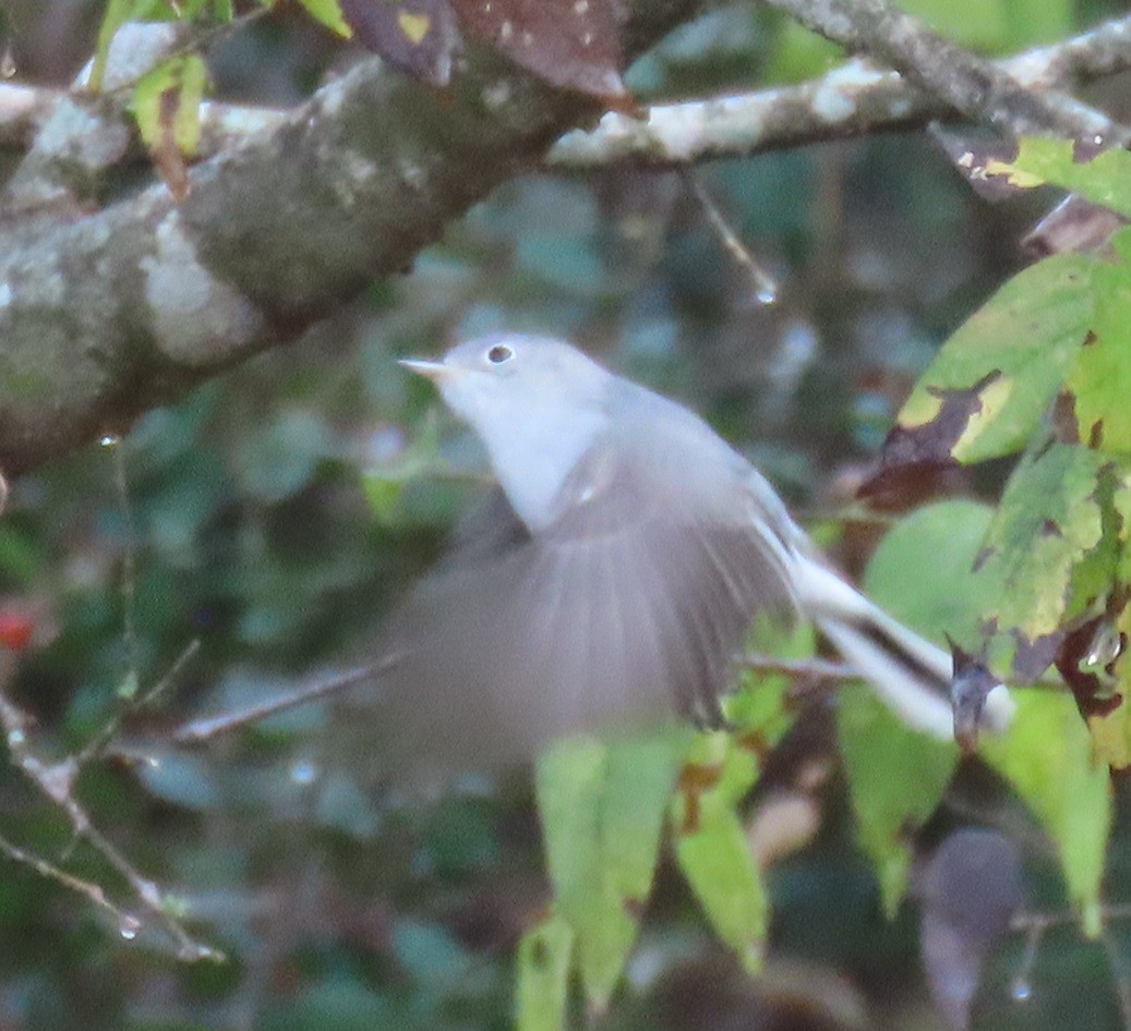 Blue-gray Gnatcatcher - ML628133038