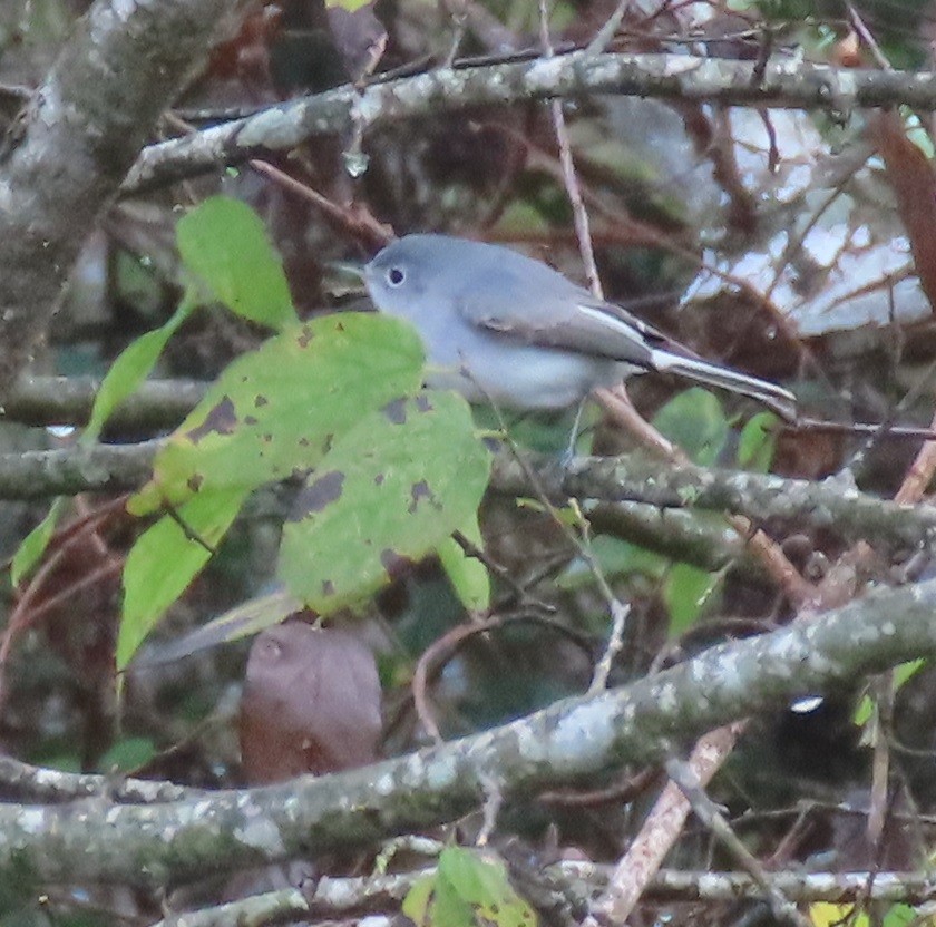 Blue-gray Gnatcatcher - ML628133039