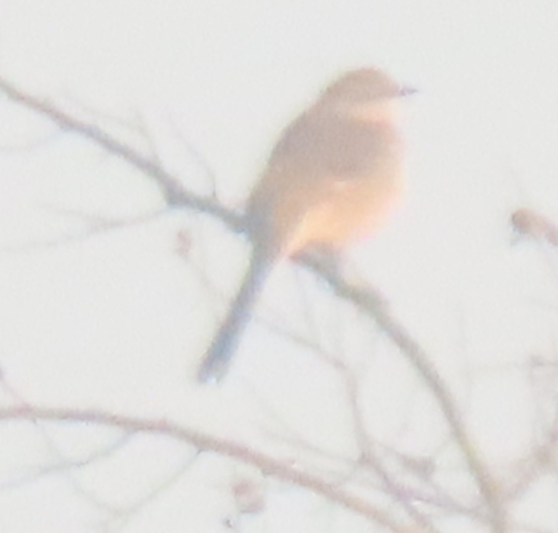 Northern Mockingbird - ML628133058