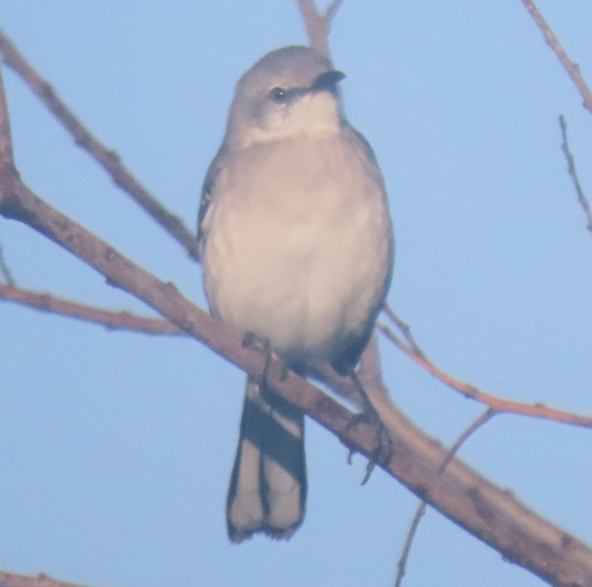 Northern Mockingbird - ML628133059