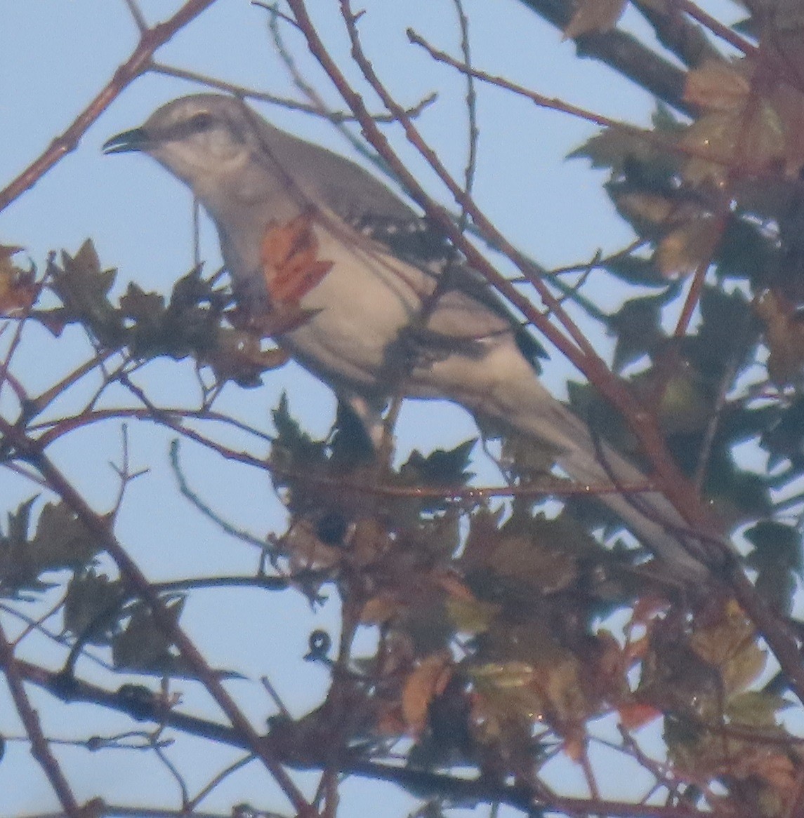 Northern Mockingbird - ML628133060