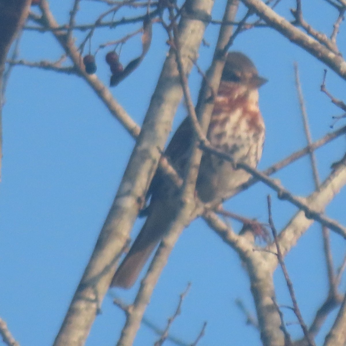Fox Sparrow - ML628133079