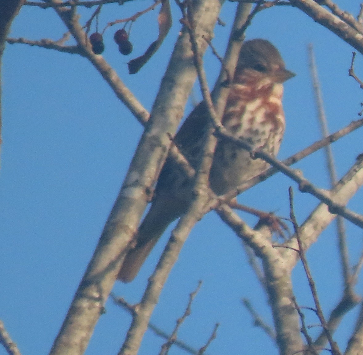 Fox Sparrow - ML628133080