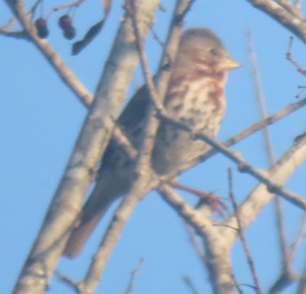 Fox Sparrow - ML628133081