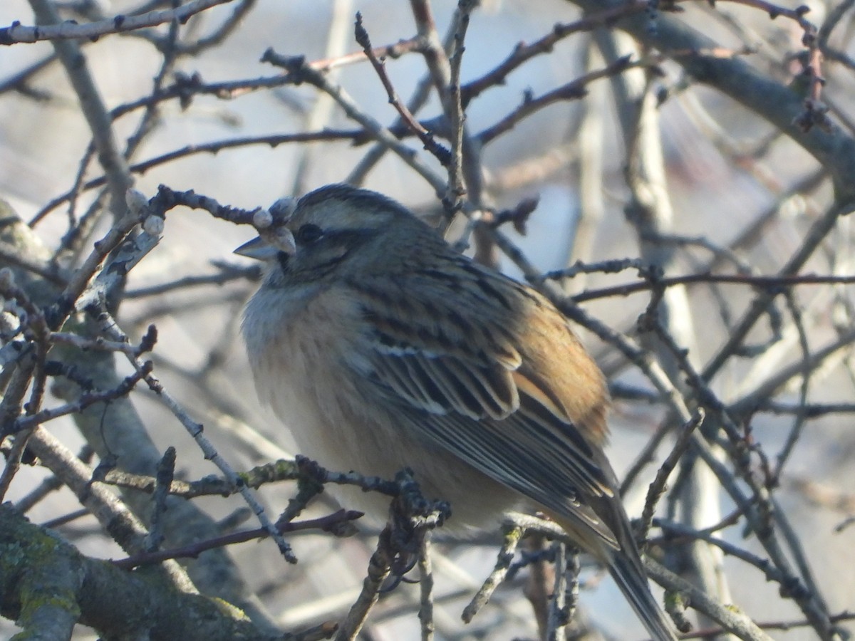 Rock Bunting - ML628133087