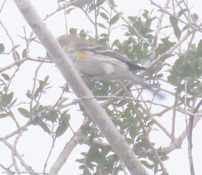 Yellow-rumped Warbler - ML628133093