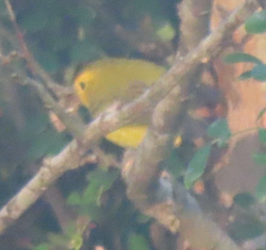 Wilson's Warbler - ML628133104