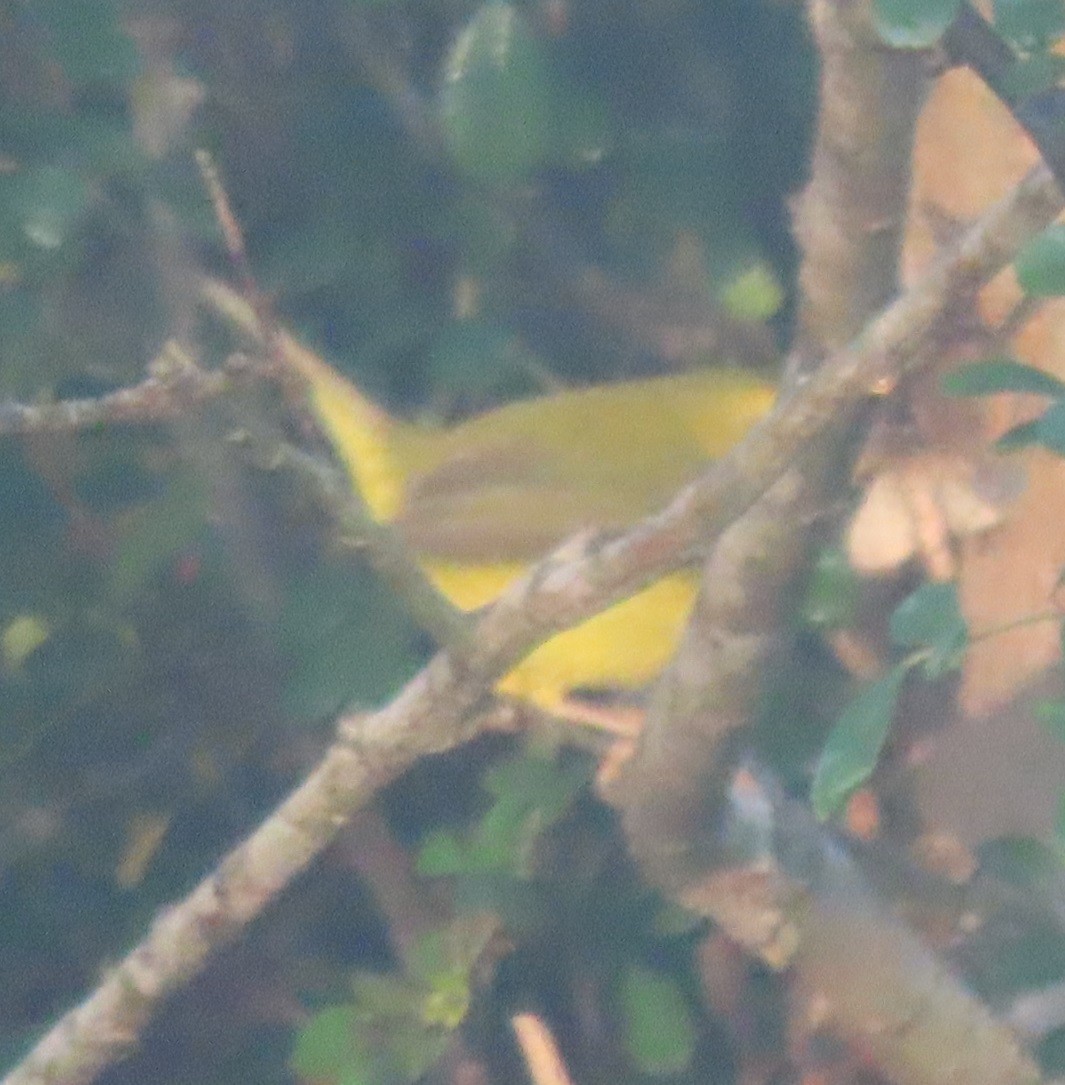 Wilson's Warbler - ML628133105