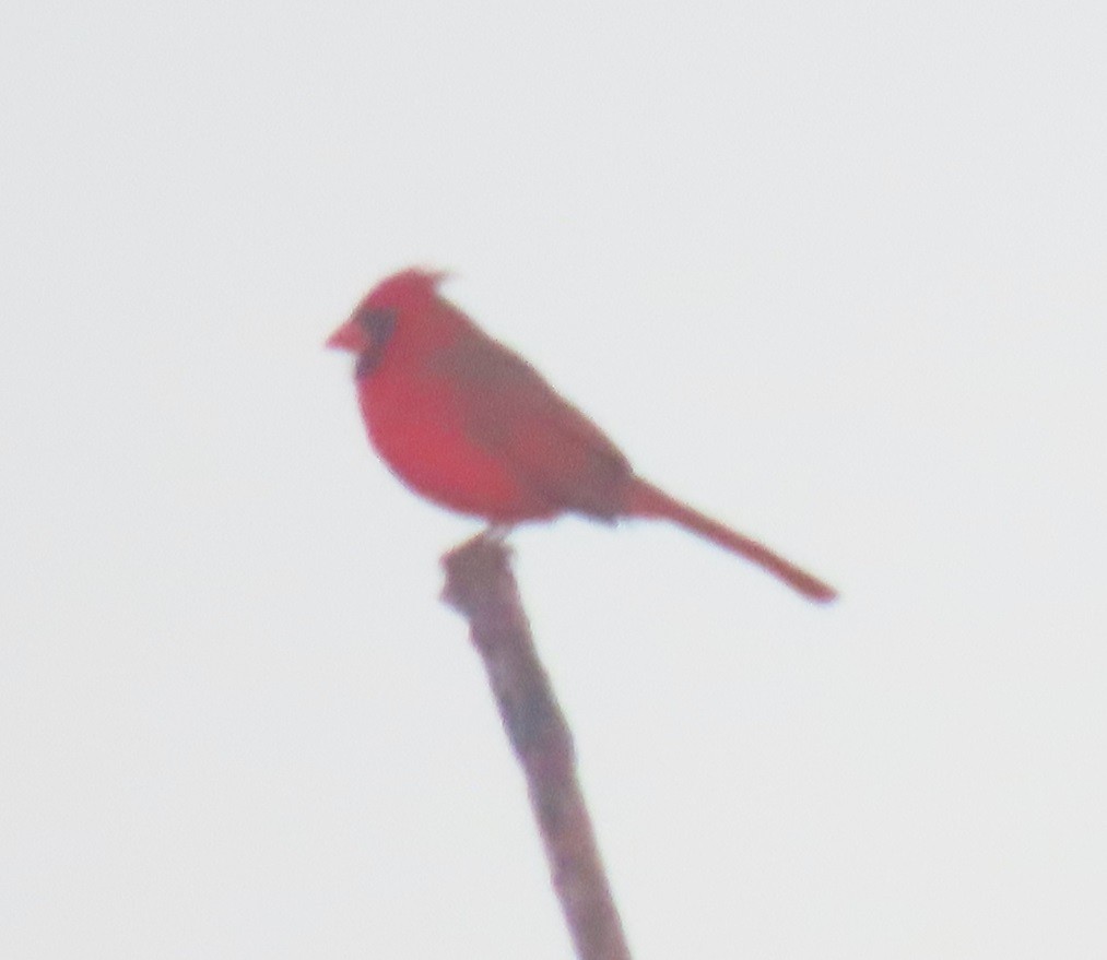 Northern Cardinal - ML628133111
