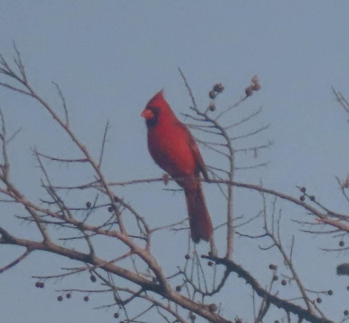 Northern Cardinal - ML628133112