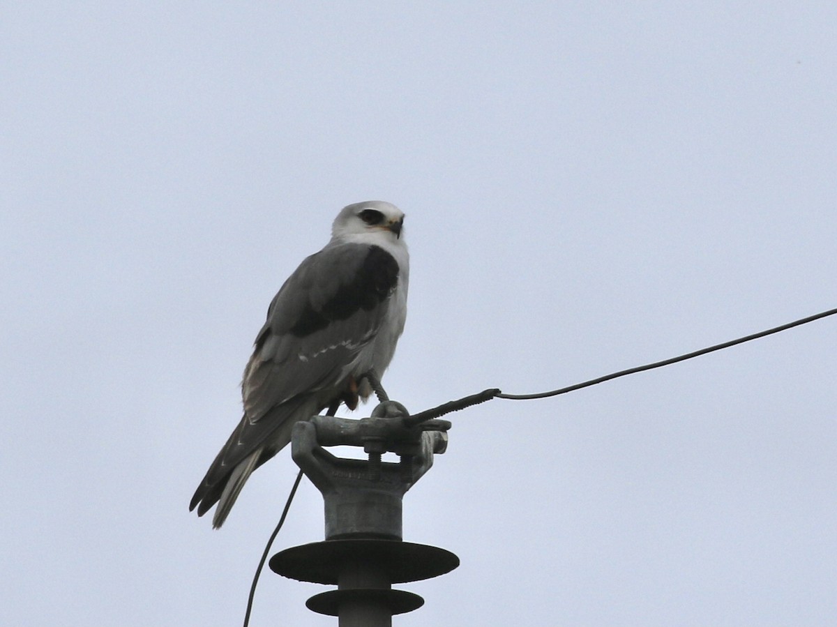 White-tailed Kite - ML628133131