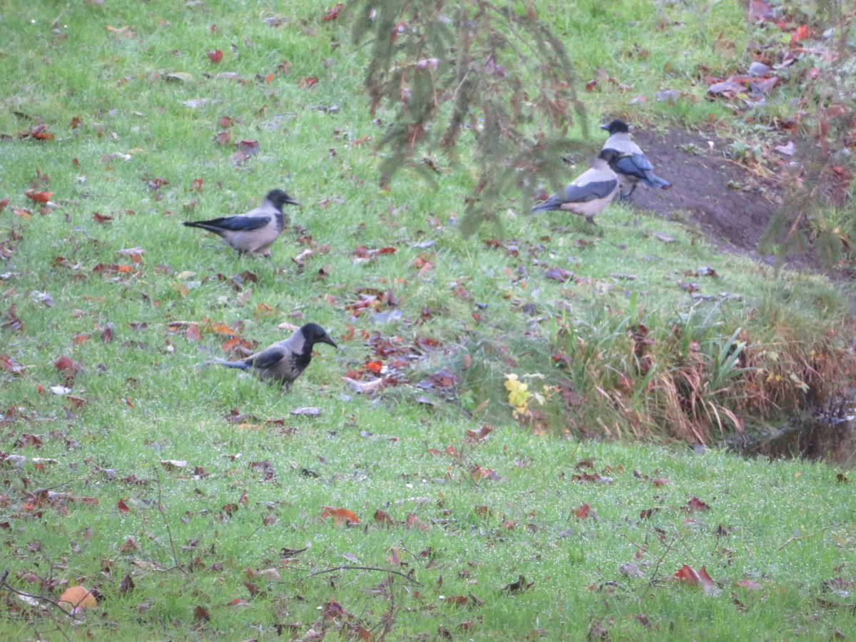 Hooded Crow - ML628133161