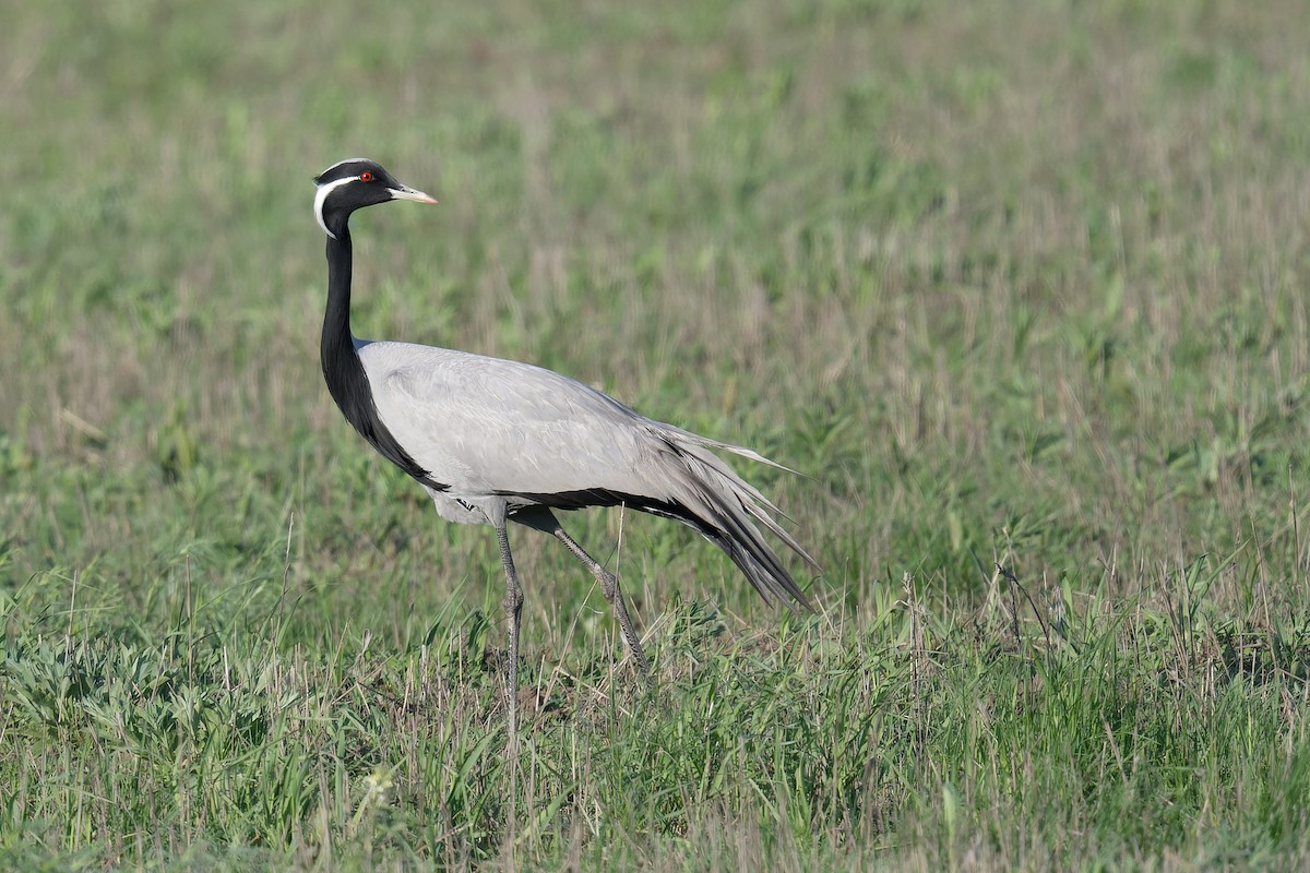 Demoiselle Crane - ML628133163