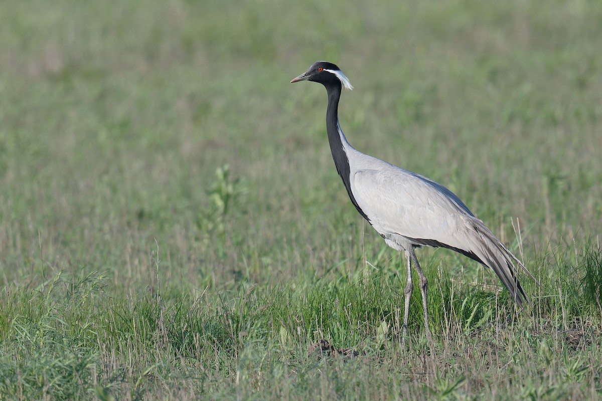 Demoiselle Crane - ML628133165