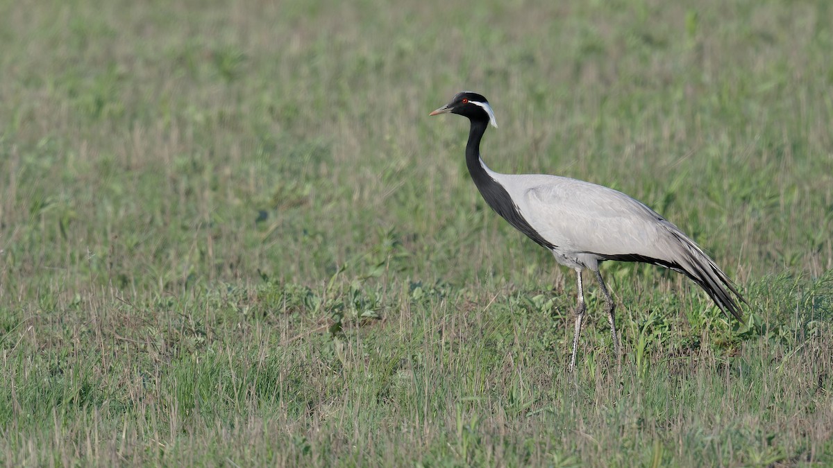 Demoiselle Crane - ML628133166