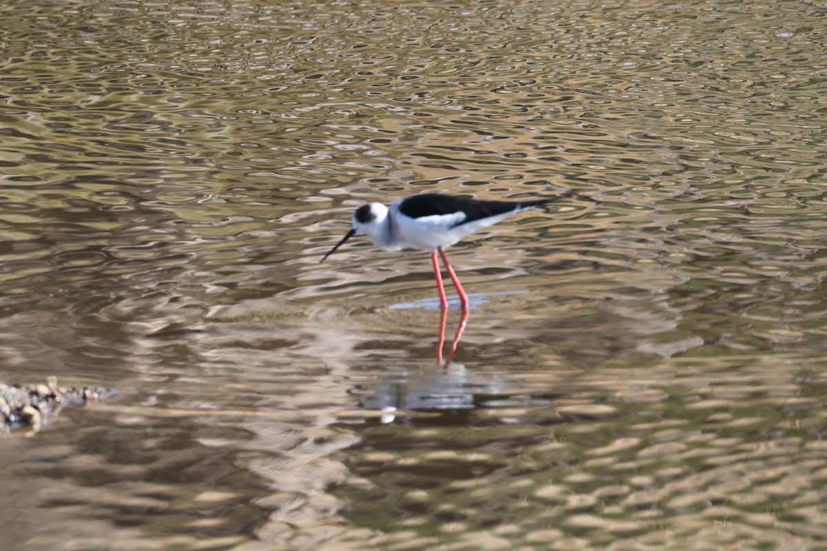 Black-winged Stilt - ML628133172