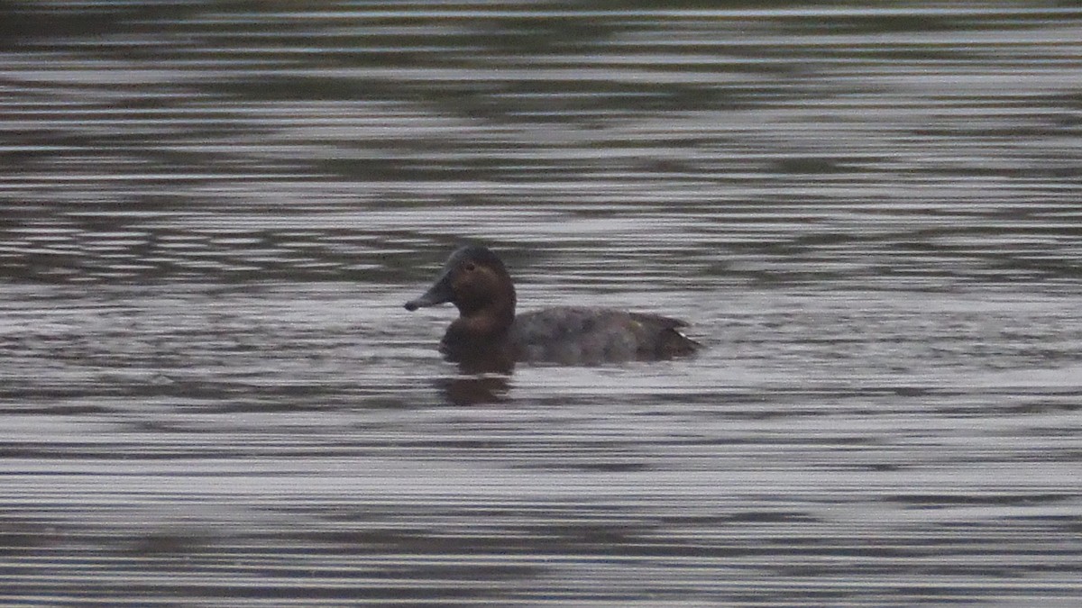 Common Pochard - ML628133173