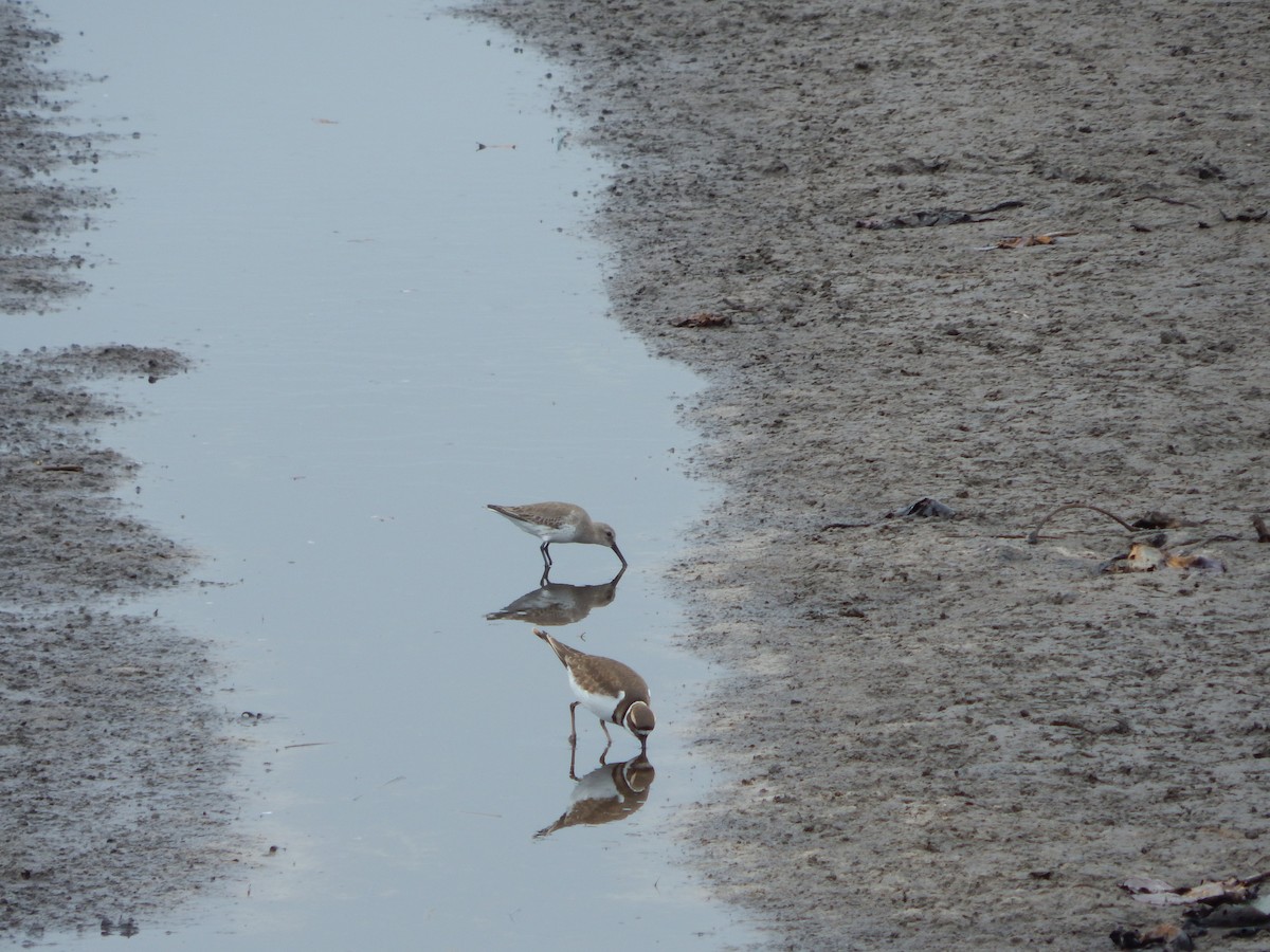 Dunlin - ML628133177