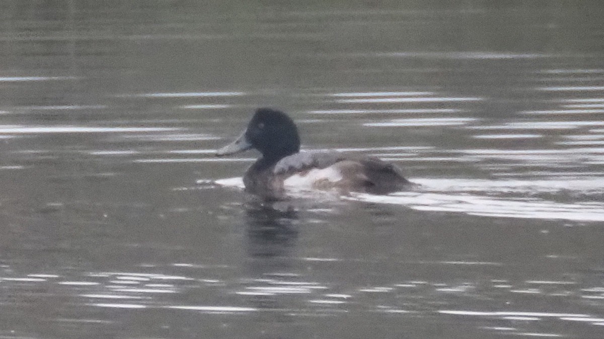 Greater Scaup - ML628133178