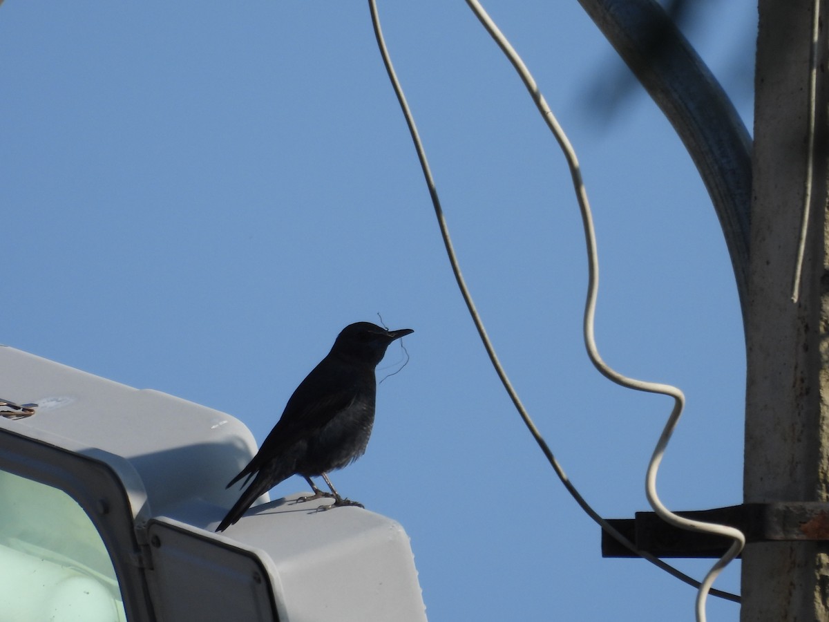 Blue Rock-Thrush - ML628133179