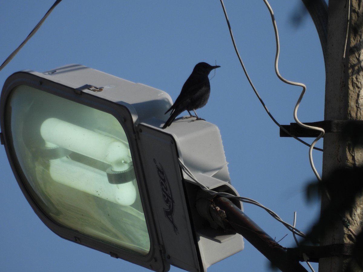 Blue Rock-Thrush - ML628133180