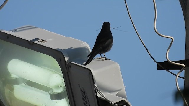 Blue Rock-Thrush - ML628133181