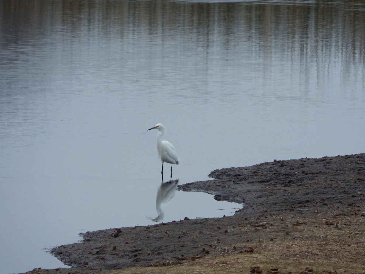 Snowy Egret - ML628133182