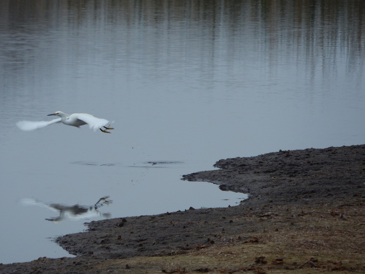 Snowy Egret - ML628133183