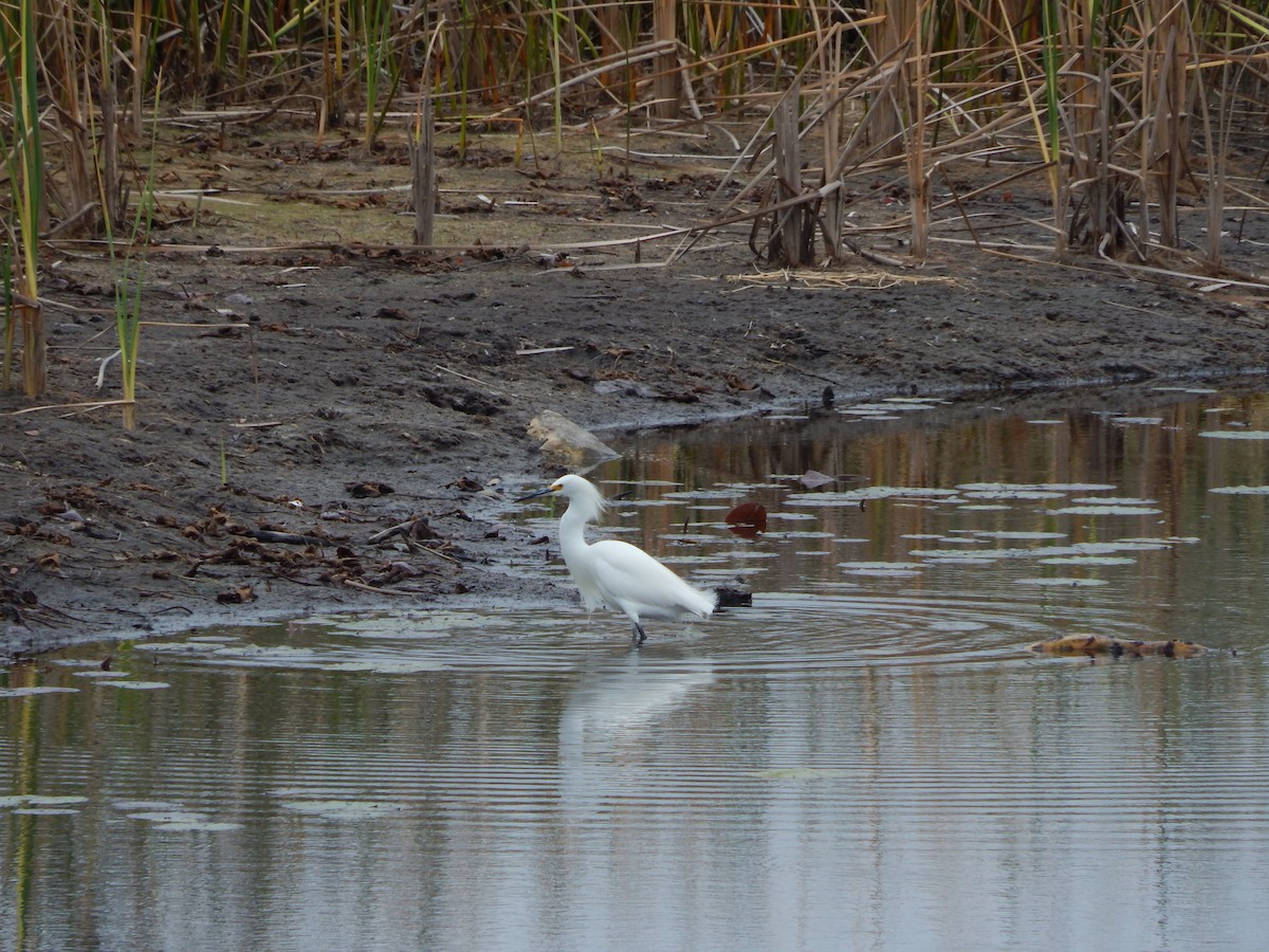 Snowy Egret - ML628133184