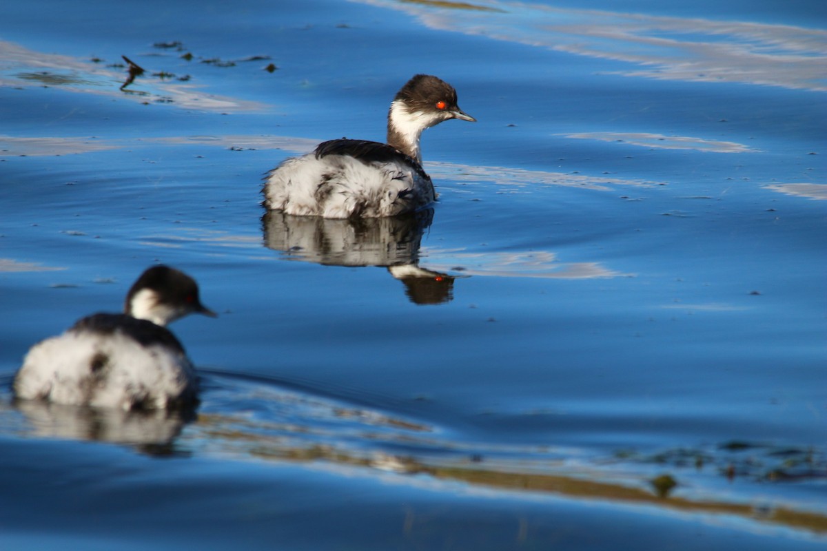 Silvery Grebe - ML628133186